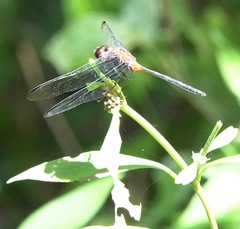 Orthemis attenuata