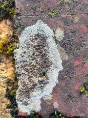 Lecanora campestris