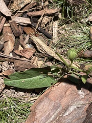 Aristolochia meridionalis