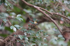Camellia kissii