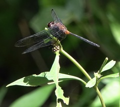 Orthemis attenuata
