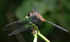 Orthemis attenuata