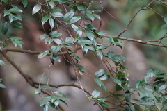 Camellia kissii