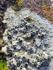 Lecanora gangaleoides