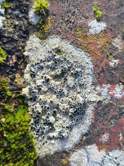 Lecanora gangaleoides