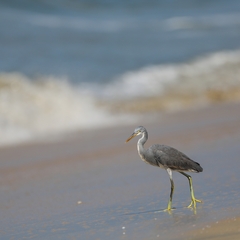 Egretta gularis