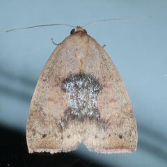 Detounda leptoplasta