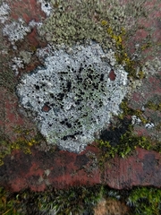 Lecanora gangaleoides