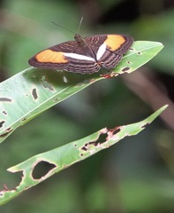 Adelpha cytherea