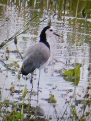 Vanellus crassirostris