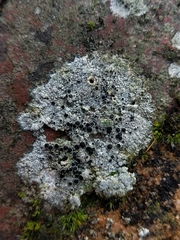 Lecanora gangaleoides