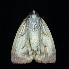 Detounda leptoplasta