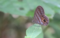 Chloreuptychia hewitsonii