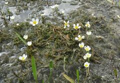 Ranunculus subrigidus