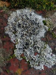 Lecanora gangaleoides