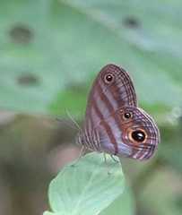 Chloreuptychia hewitsonii