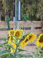 Barnardius zonarius semitorquatus