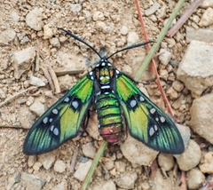 Chrysocale principalis