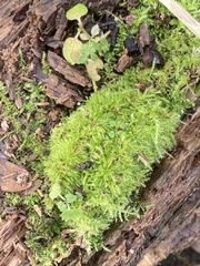 Kindbergia praelonga