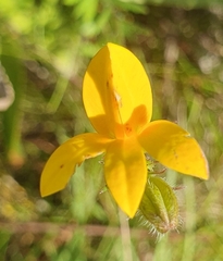 Monopsis lutea