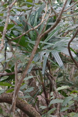 Rhapis excelsa
