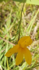 Monopsis lutea