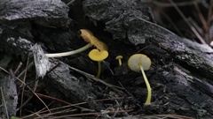 Pluteus chrysophlebius