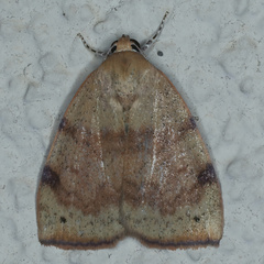 Detounda leptoplasta