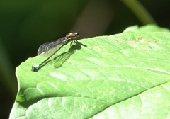 Acanthagrion
