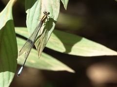 Acanthagrion