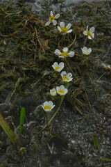 Ranunculus subrigidus