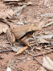 Rhinella crucifer