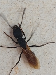 Ponerinae