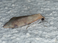 Detounda leptoplasta
