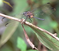 Orthemis attenuata