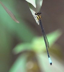 Acanthagrion