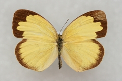 Eurema hecabe hecabe