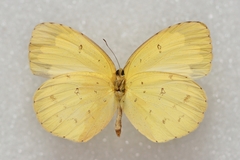 Eurema hecabe hecabe