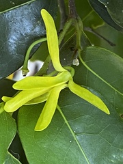 Huberantha nitidissima