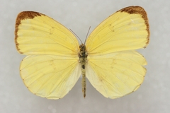 Eurema hecabe hecabe