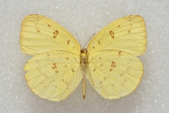 Eurema hecabe hecabe