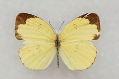 Eurema hecabe hecabe