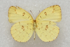 Eurema hecabe hecabe