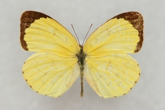 Eurema hecabe hecabe