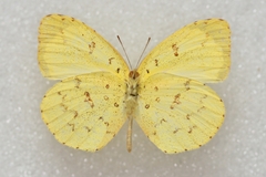 Eurema hecabe hecabe