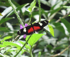Heliconius doris