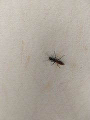 Ponerinae