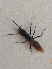 Ponerinae