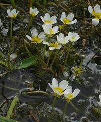 Ranunculus subrigidus