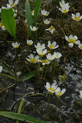 Ranunculus subrigidus